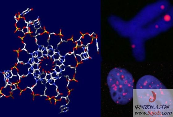 ͼΪDNAĽṹģͣͼΪȾɫϸ˺Ⱦɫ