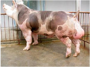 中国养猪业引进的国外品种大全