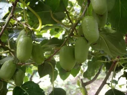 艾军｜软枣猕猴桃惊艳了吃货的世界